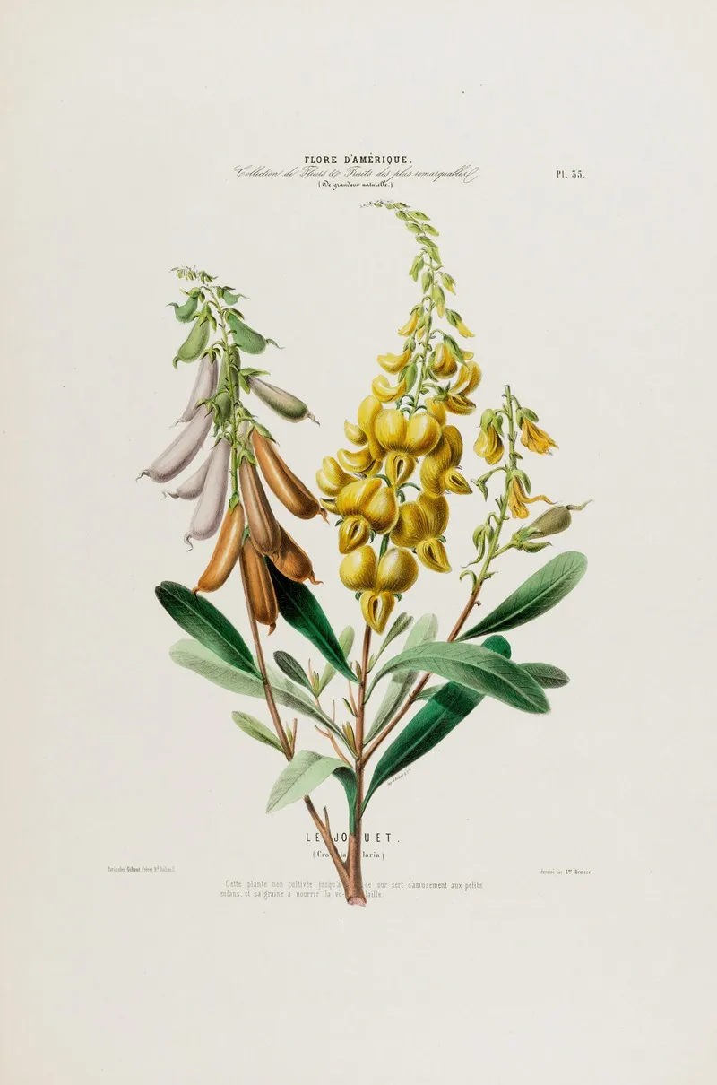 Flore Damerique Dessinee Dapres Nature Sur Les Lieux Pl 035