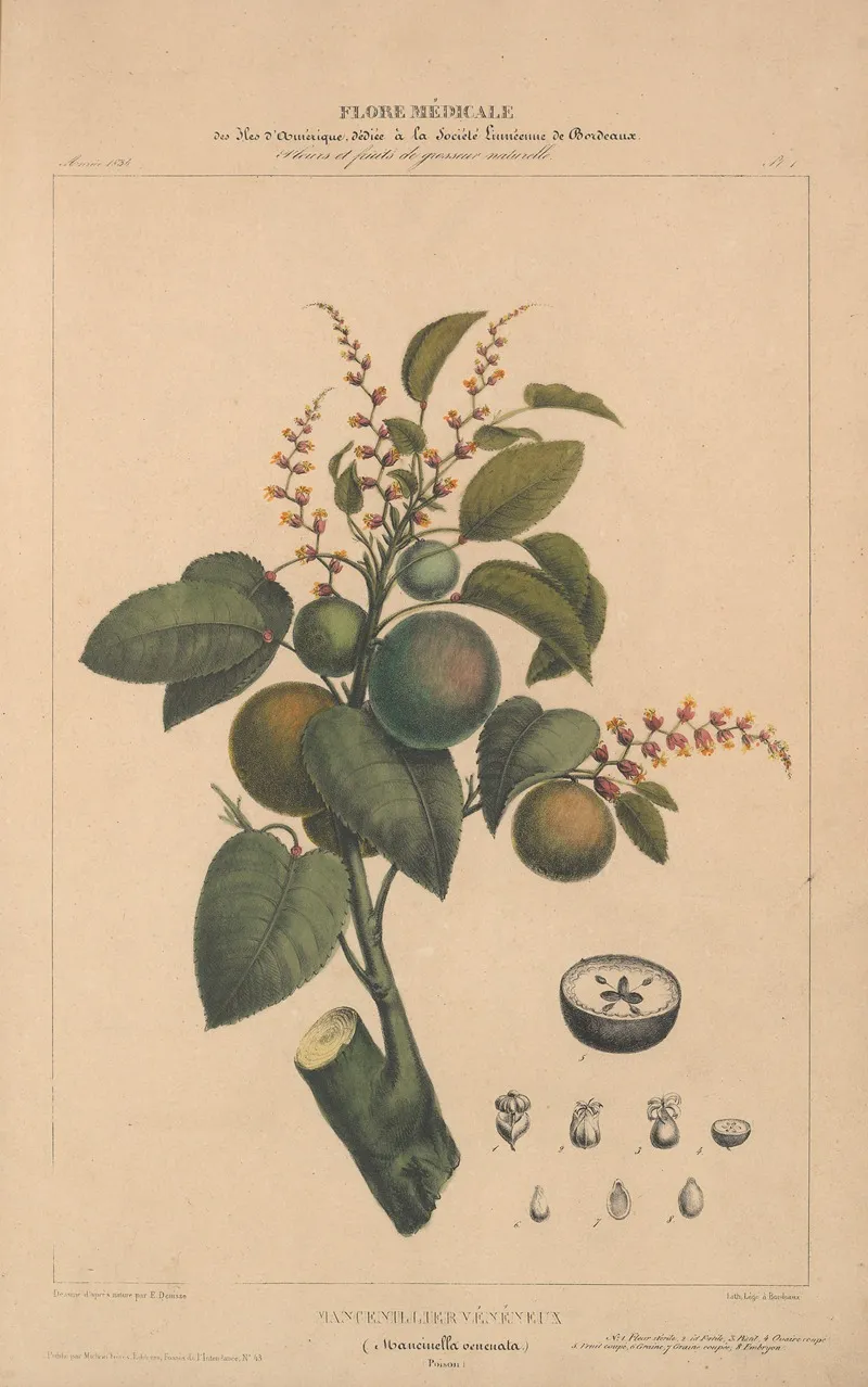 Flore Damerique Pl 01