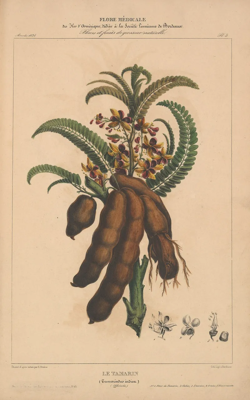 Flore Damerique Pl 03