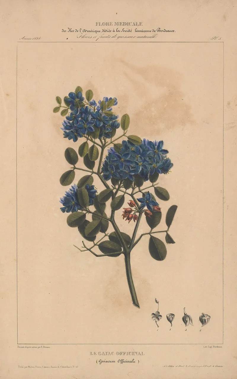 Flore Damerique Pl 05