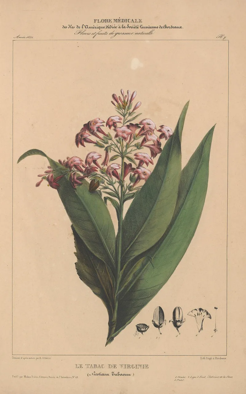 Flore Damerique Pl 07