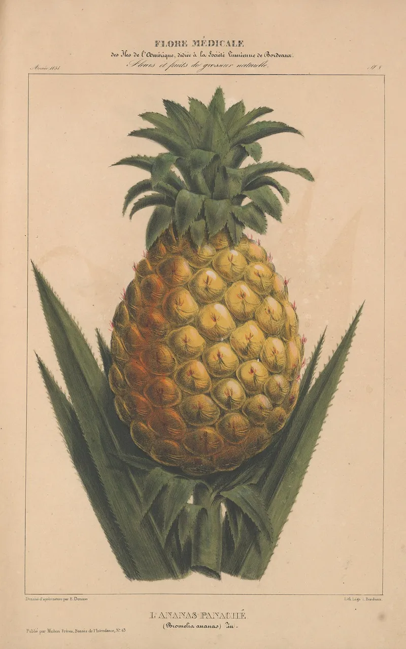 Flore Damerique Pl 08