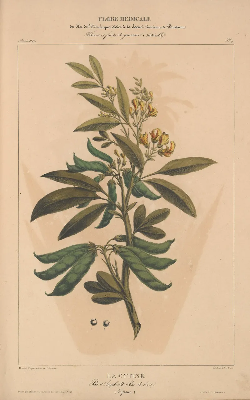 Flore Damerique Pl 09