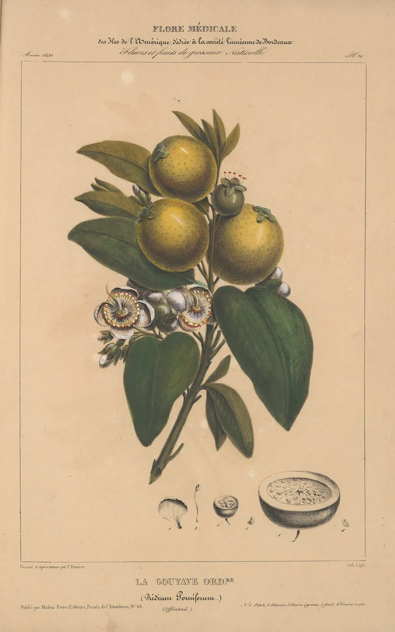 Flore Damerique Pl 10