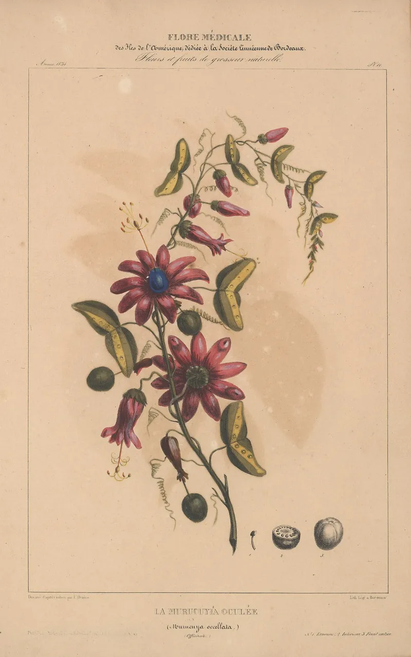 Flore Damerique Pl 11