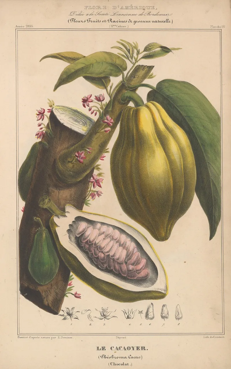 Flore Damerique Pl 13