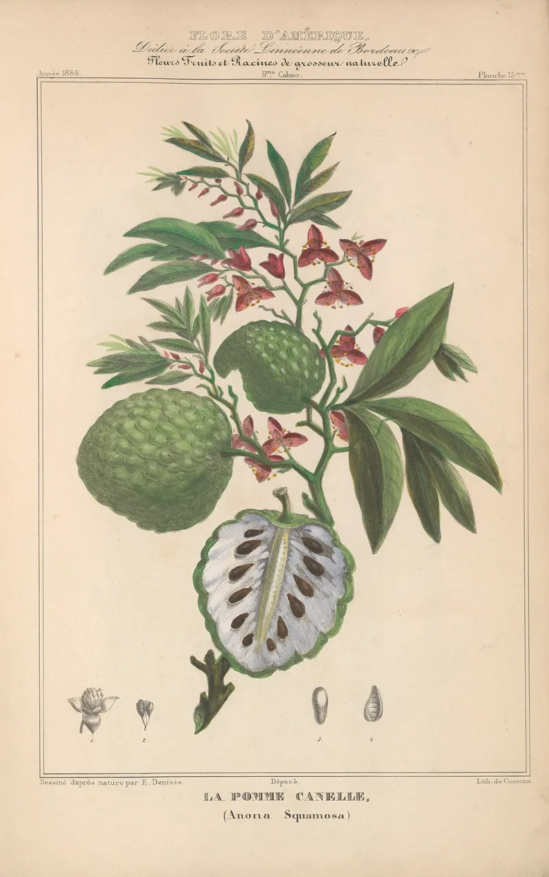 Flore Damerique Pl 15