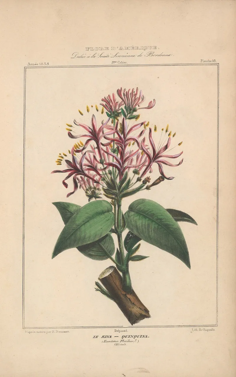 Flore Damerique Pl 18