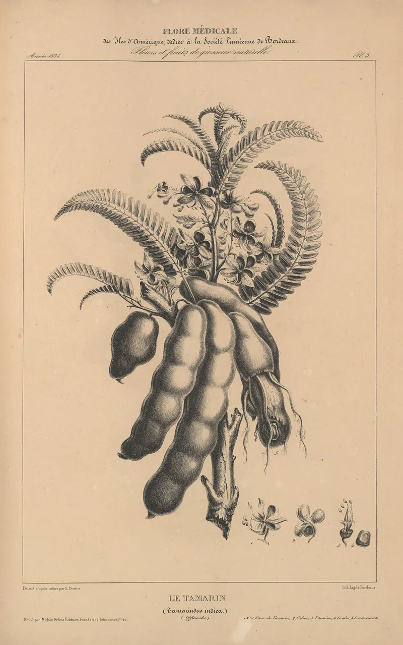 Flore Damerique Pl 27