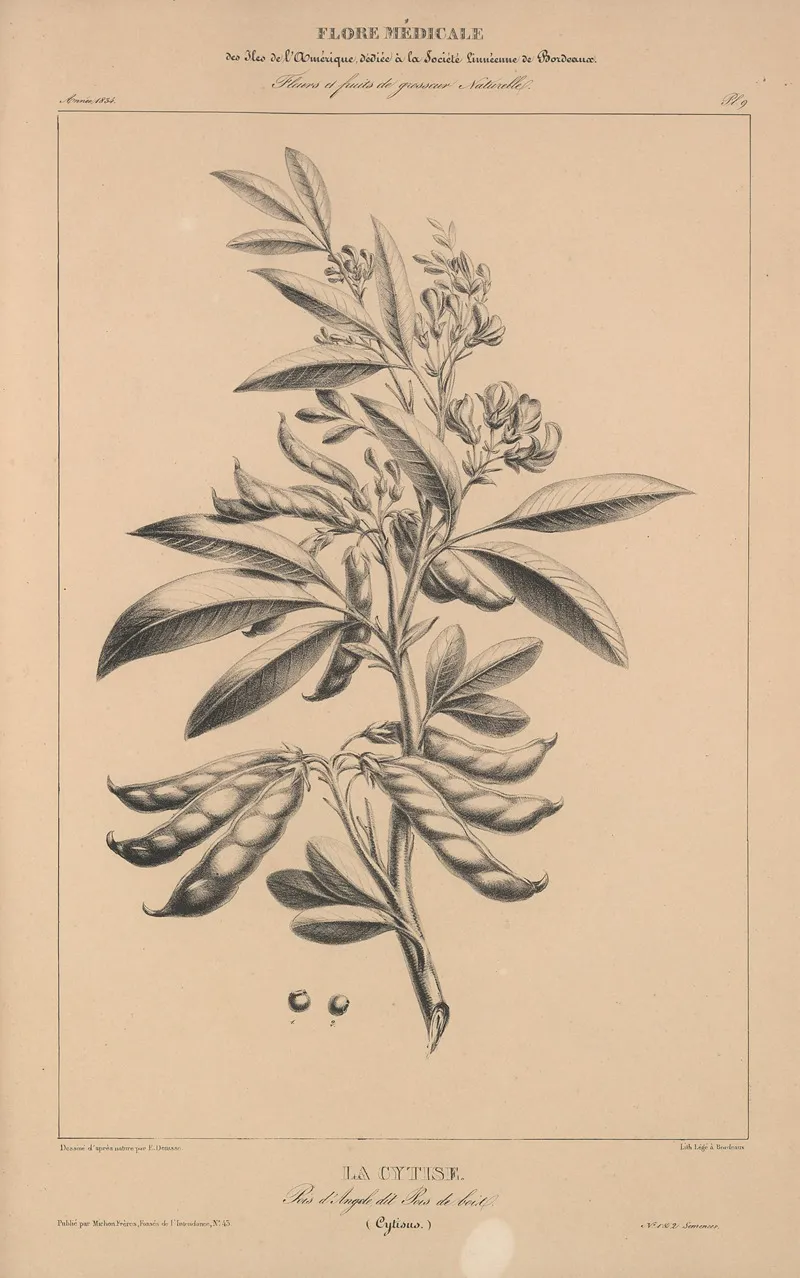 Flore Damerique Pl 33