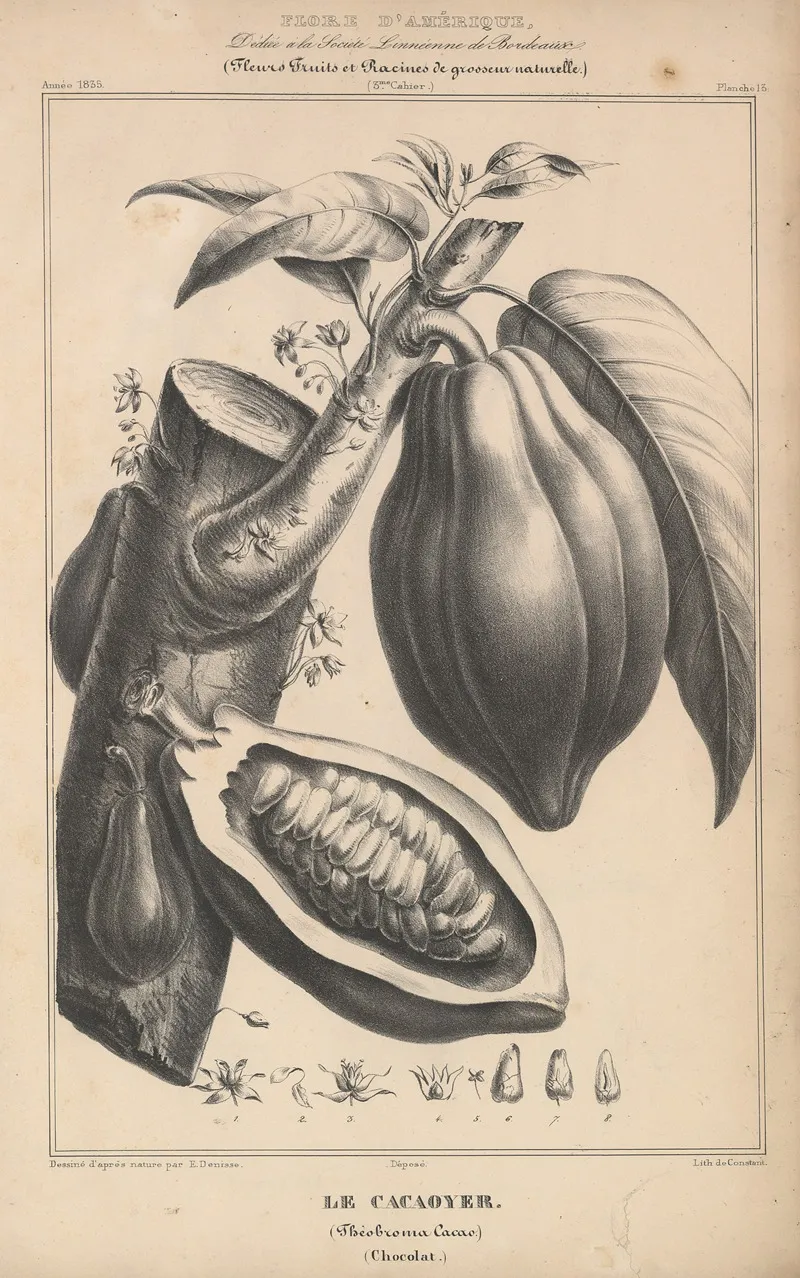 Flore Damerique Pl 37