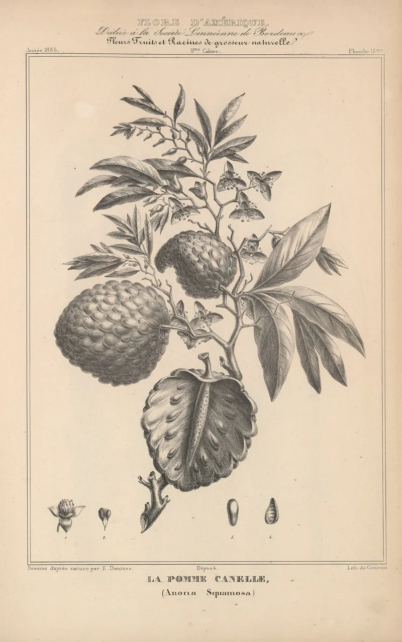 Flore Damerique Pl 39