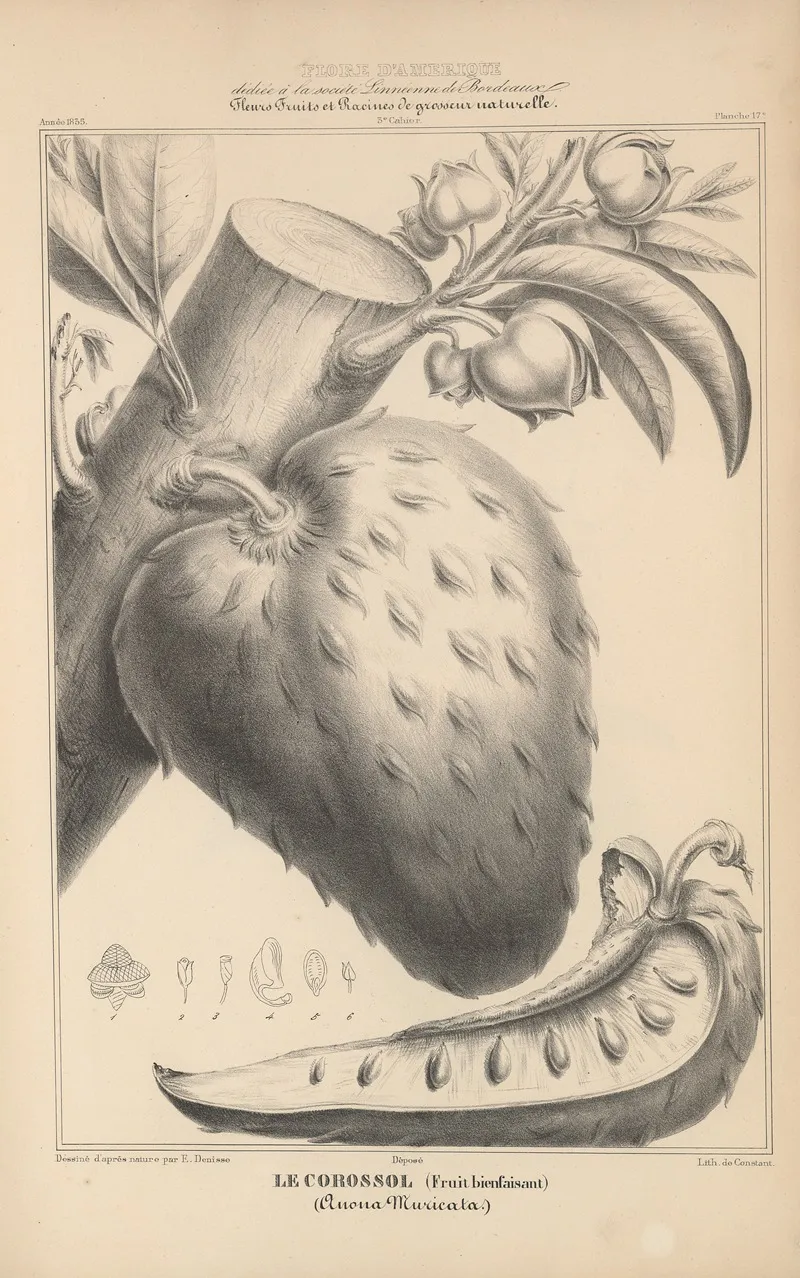 Flore Damerique Pl 41