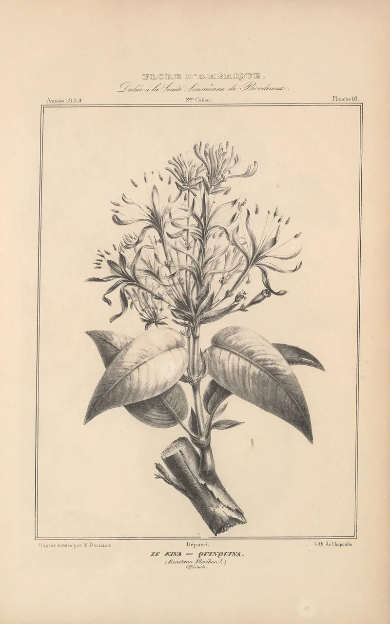 Flore Damerique Pl 42