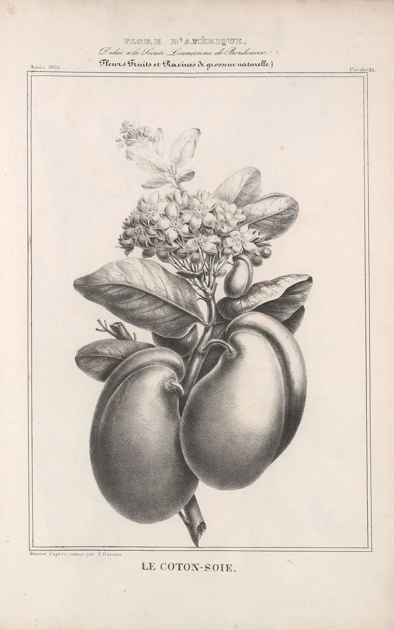 Flore Damerique Pl 47