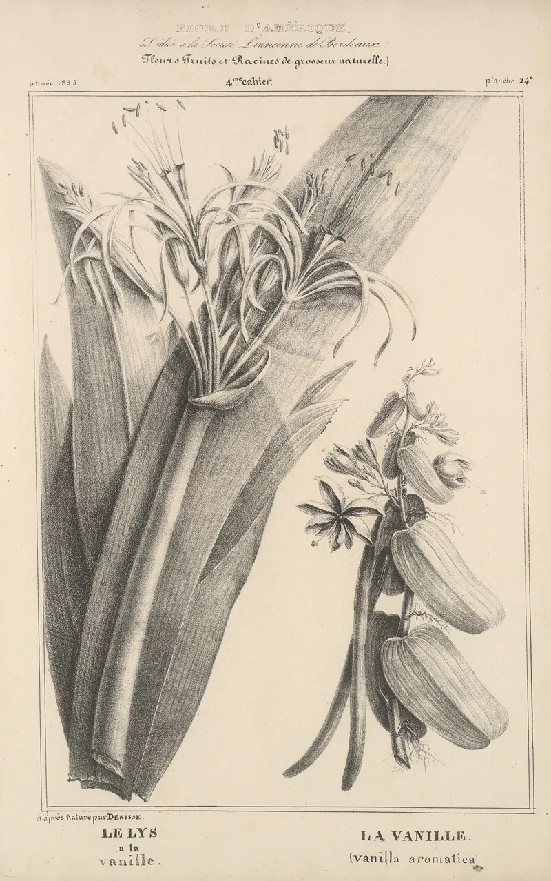 Flore Damerique Pl 48