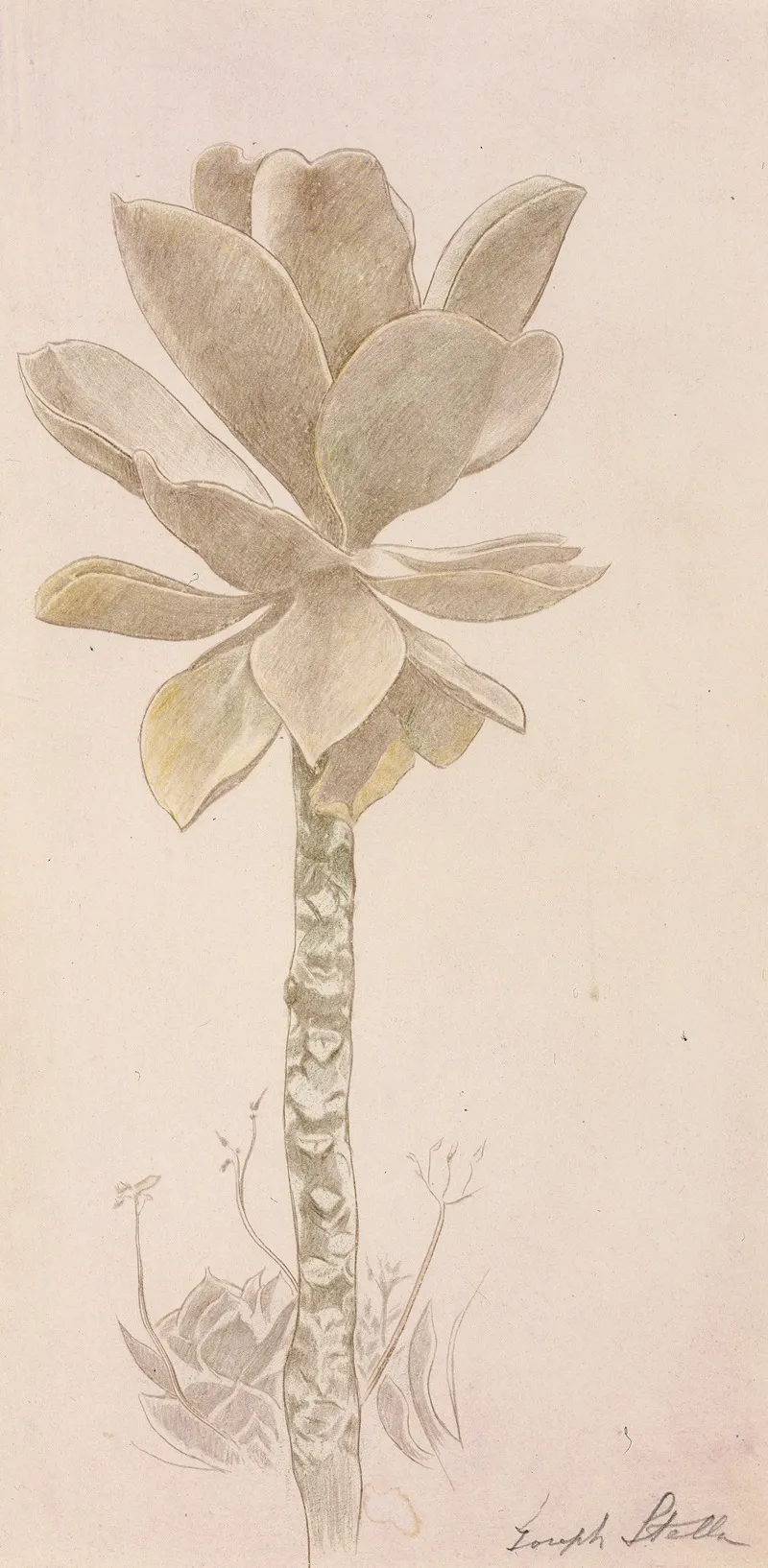 Flower Study 7 by Joseph Stella - Canvas Print