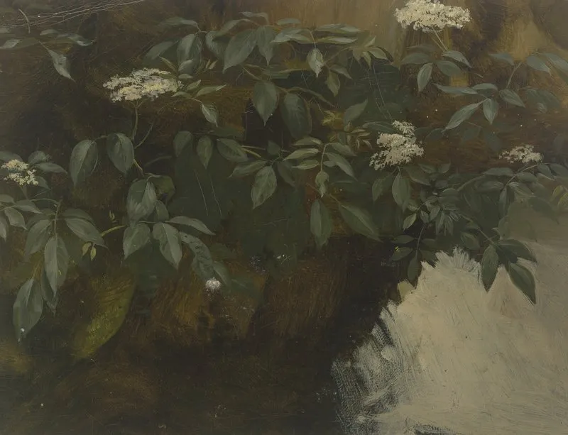 Flowering Elderberry