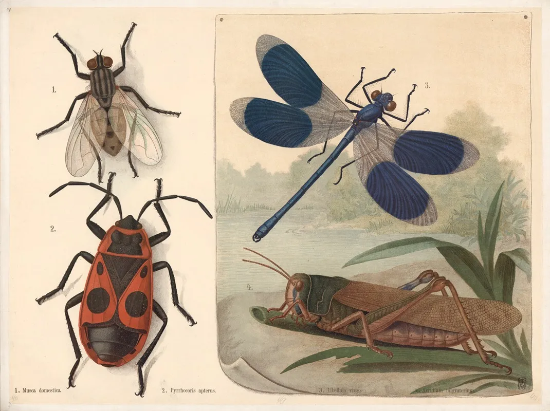 Fly Ladybug Dragonfly And Grasshopper