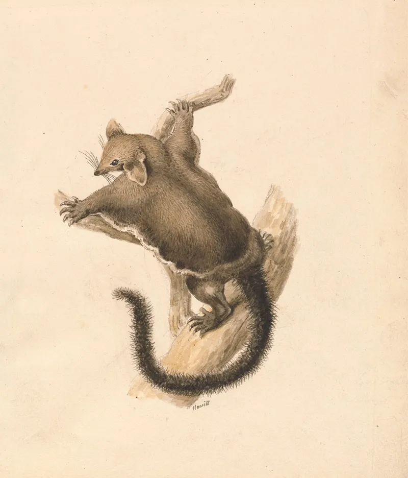 Flying Squirrel