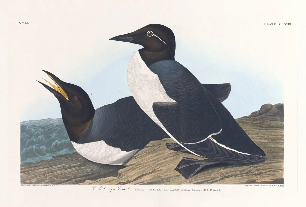 Foolish Guillemot by John James Audubon - Canvas Print