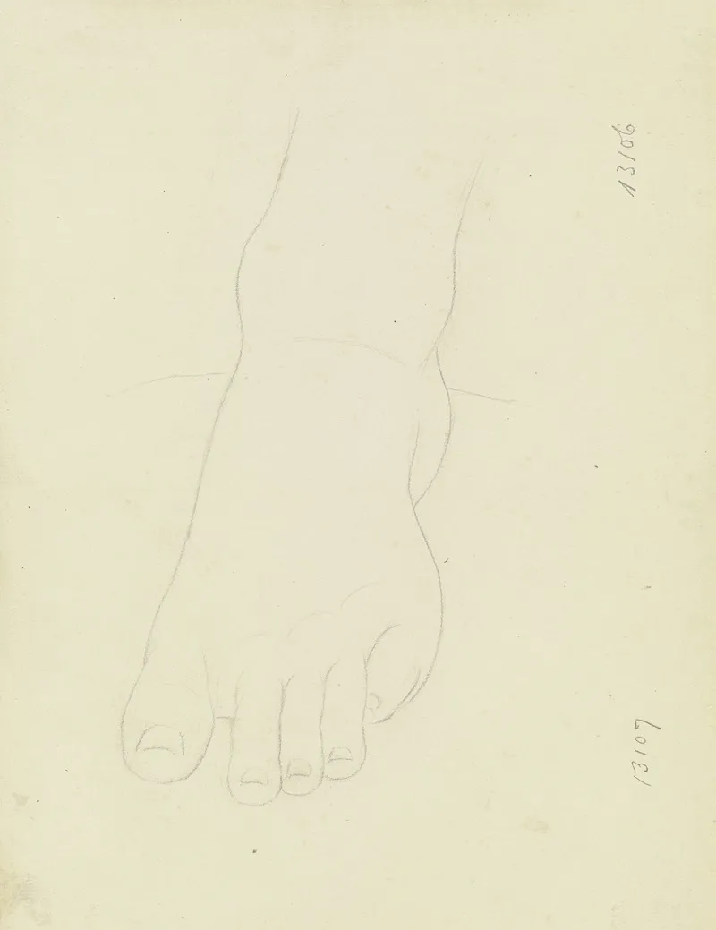 Foot