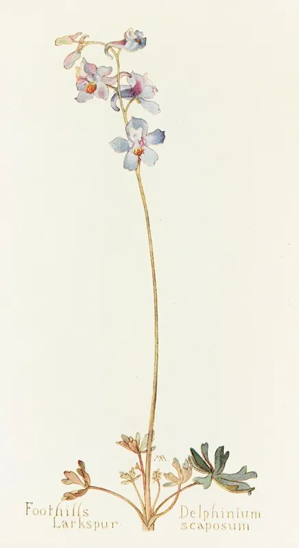 Foothills Larkspur by Margaret Armstrong - Canvas Print