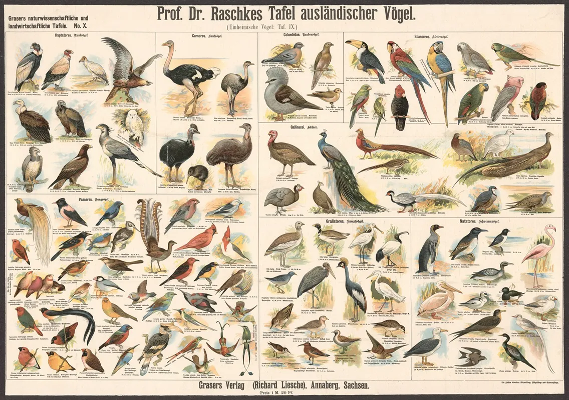 Foreign Birds by E. Schiewick - Canvas Print