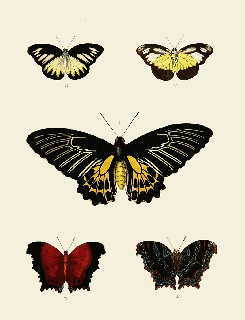 Foreign Butterflies Occurring In The Three Continents Asia Africa And America Pl 003 by Pieter Cramer - Canvas Print