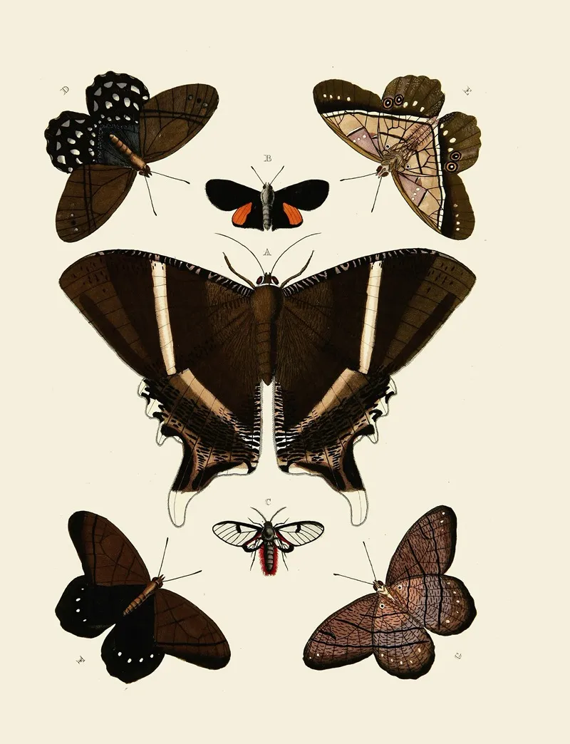 Foreign Butterflies Occurring In The Three Continents Asia Africa And America Pl 006 by Pieter Cramer - Canvas Print
