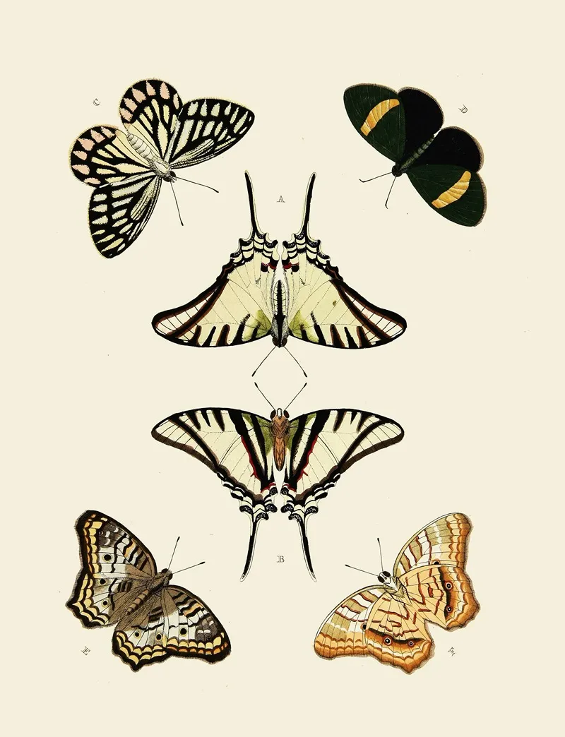 Foreign Butterflies Occurring In The Three Continents Asia Africa And America Pl 010 by Pieter Cramer - Canvas Print