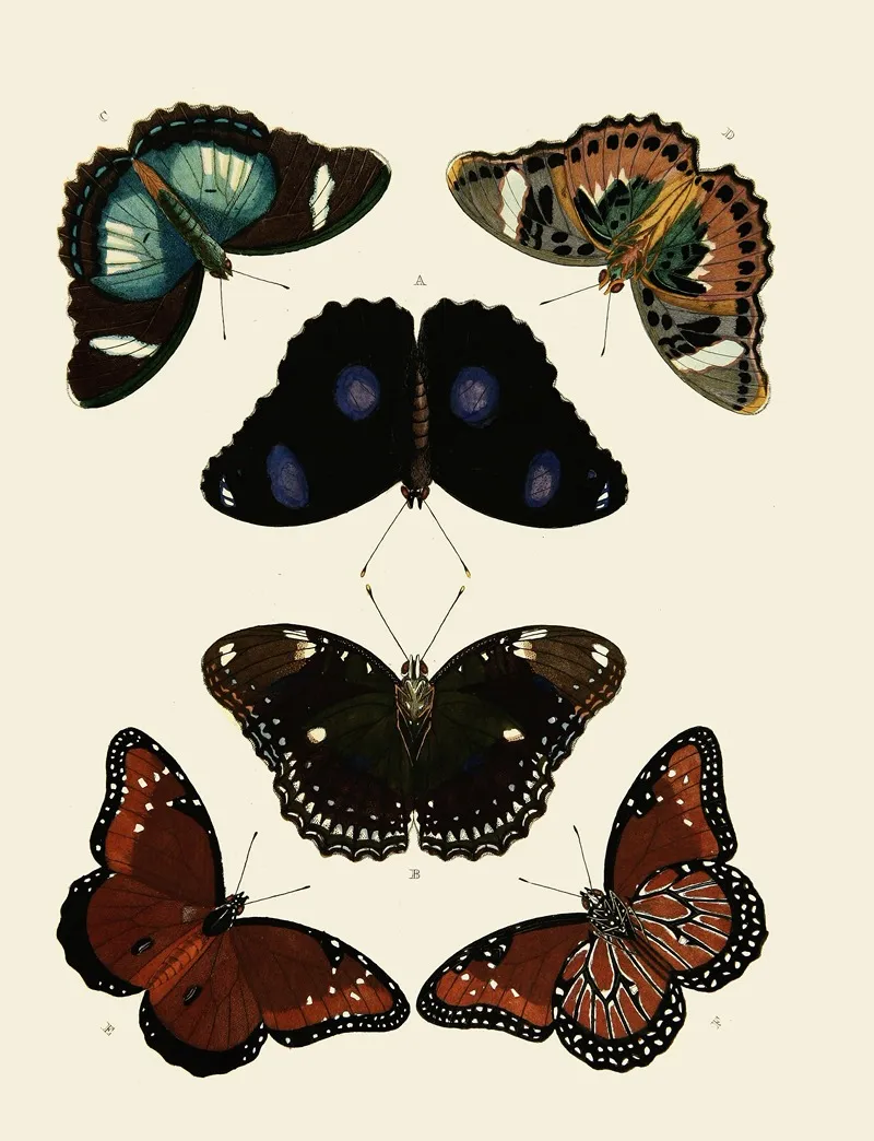 Foreign Butterflies Occurring In The Three Continents Asia Africa And America Pl 013 by Pieter Cramer - Canvas Print