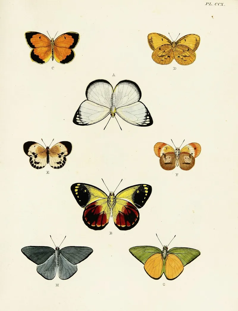 Foreign Butterflies Occurring In The Three Continents Asia Africa And America Pl 018 by Pieter Cramer - Canvas Print