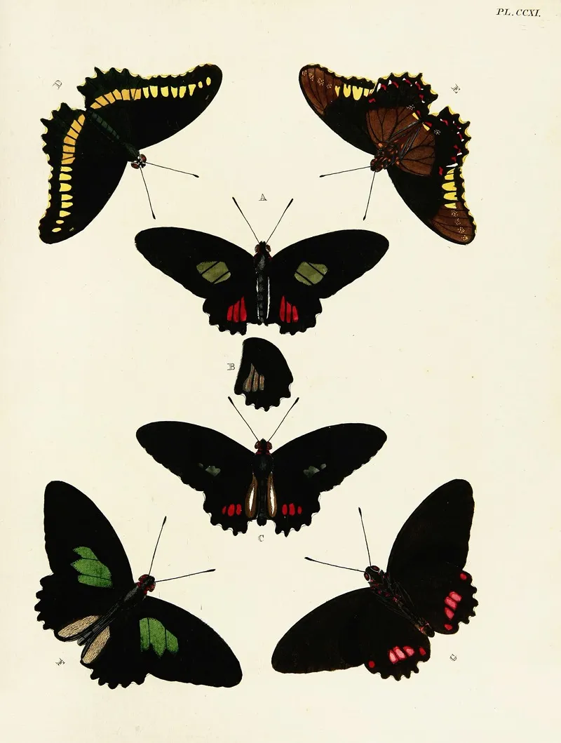 Foreign Butterflies Occurring In The Three Continents Asia Africa And America Pl 019 by Pieter Cramer - Canvas Print