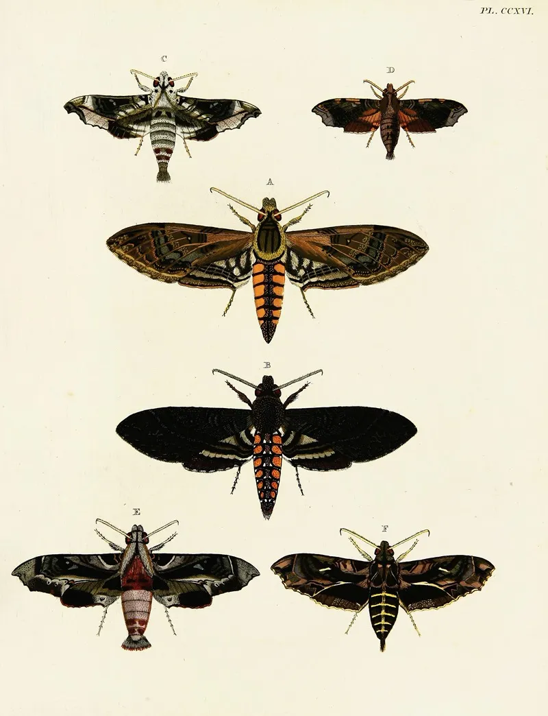 Foreign Butterflies Occurring In The Three Continents Asia Africa And America Pl 024 by Pieter Cramer - Canvas Print