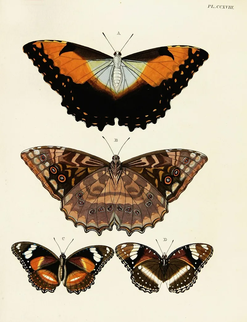 Foreign Butterflies Occurring In The Three Continents Asia Africa And America Pl 026 by Pieter Cramer - Canvas Print