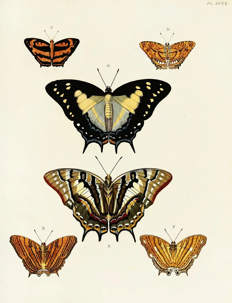 Foreign Butterflies Occurring In The Three Continents Asia Africa And America Pl 028 by Pieter Cramer - Canvas Print