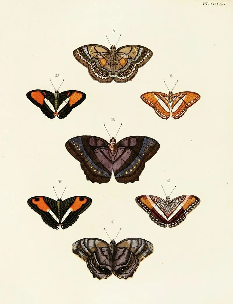 Foreign Butterflies Occurring In The Three Continents Asia Africa And America Pl 049 by Pieter Cramer - Canvas Print