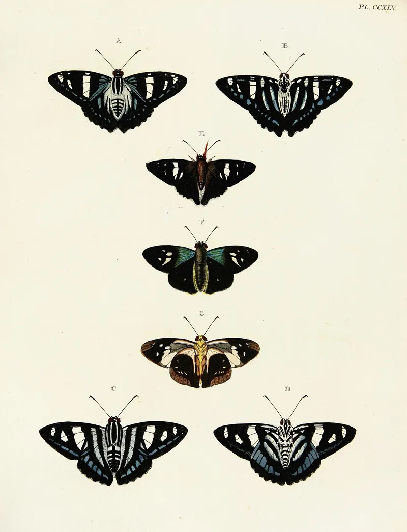 Foreign Butterflies Occurring In The Three Continents Asia Africa And America Pl 052 by Pieter Cramer - Canvas Print