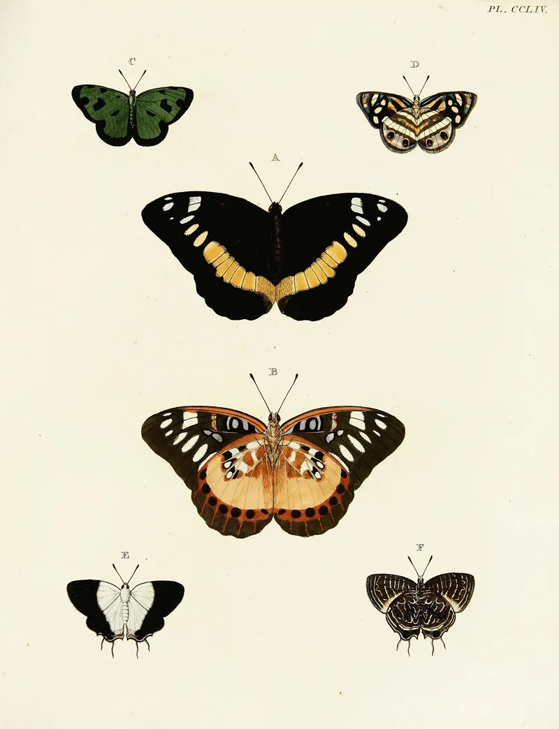 Foreign Butterflies Occurring In The Three Continents Asia Africa And America Pl 061 by Pieter Cramer - Canvas Print