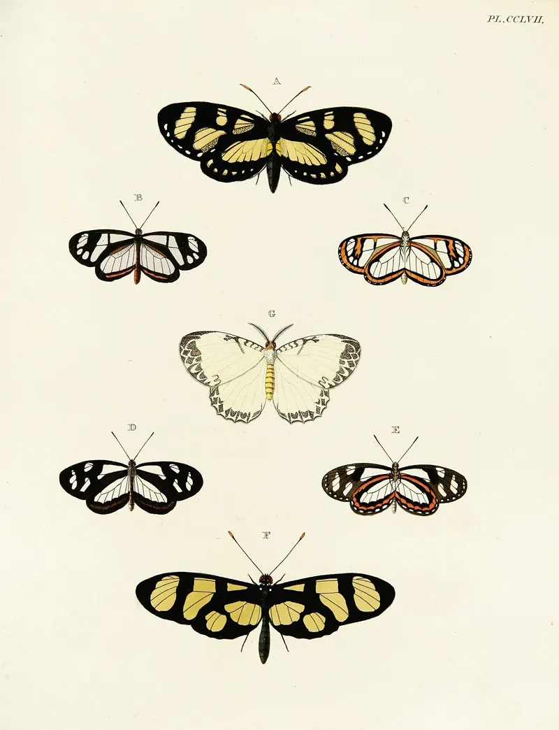 Foreign Butterflies Occurring In The Three Continents Asia Africa And America Pl 064 by Pieter Cramer - Canvas Print