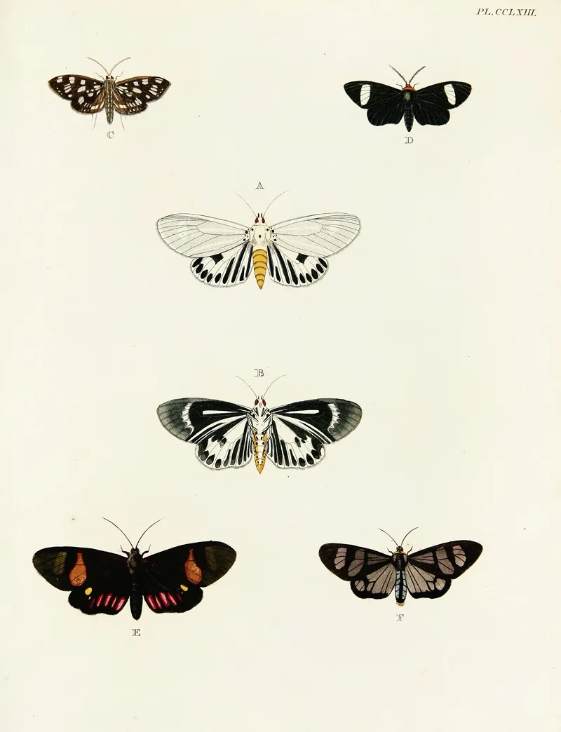 Foreign Butterflies Occurring In The Three Continents Asia Africa And America Pl 070 by Pieter Cramer - Canvas Print
