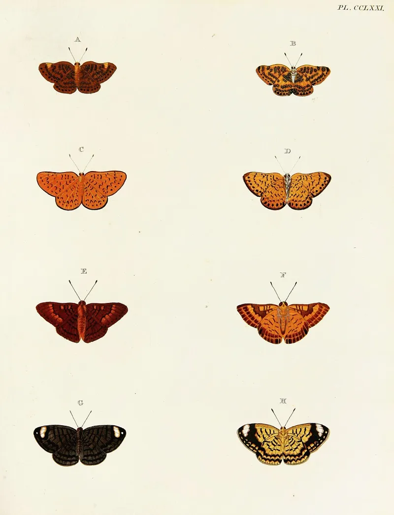 Foreign Butterflies Occurring In The Three Continents Asia Africa And America Pl 078 by Pieter Cramer - Canvas Print