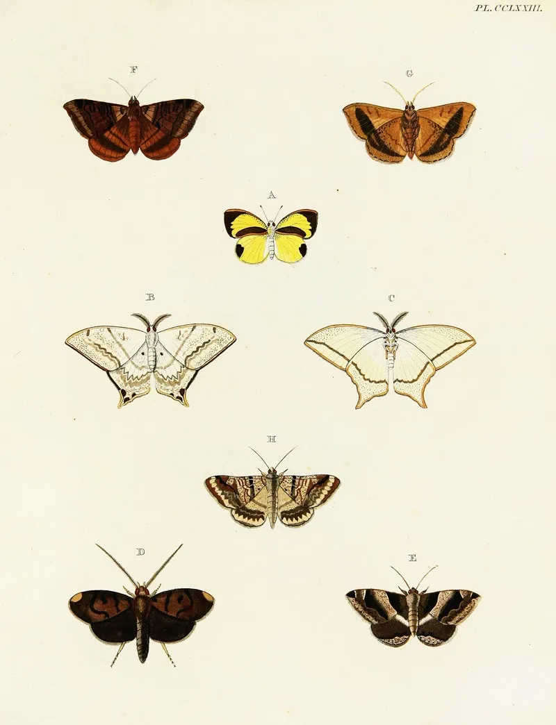 Foreign Butterflies Occurring In The Three Continents Asia Africa And America Pl 080 by Pieter Cramer - Canvas Print