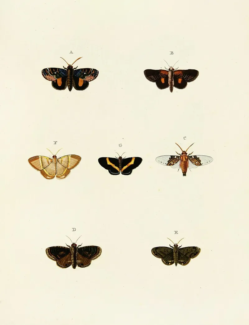 Foreign Butterflies Occurring In The Three Continents Asia Africa And America Pl 083 by Pieter Cramer - Canvas Print