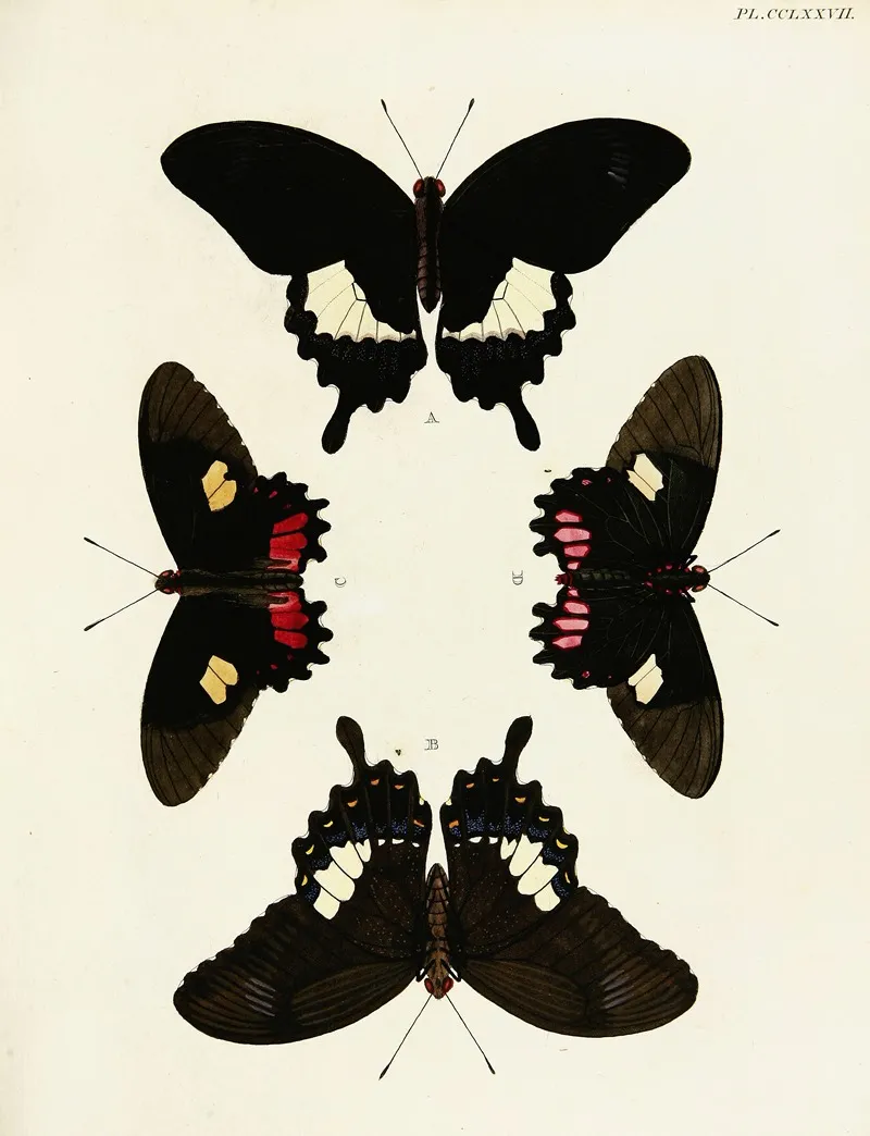 Foreign Butterflies Occurring In The Three Continents Asia Africa And America Pl 084 by Pieter Cramer - Canvas Print