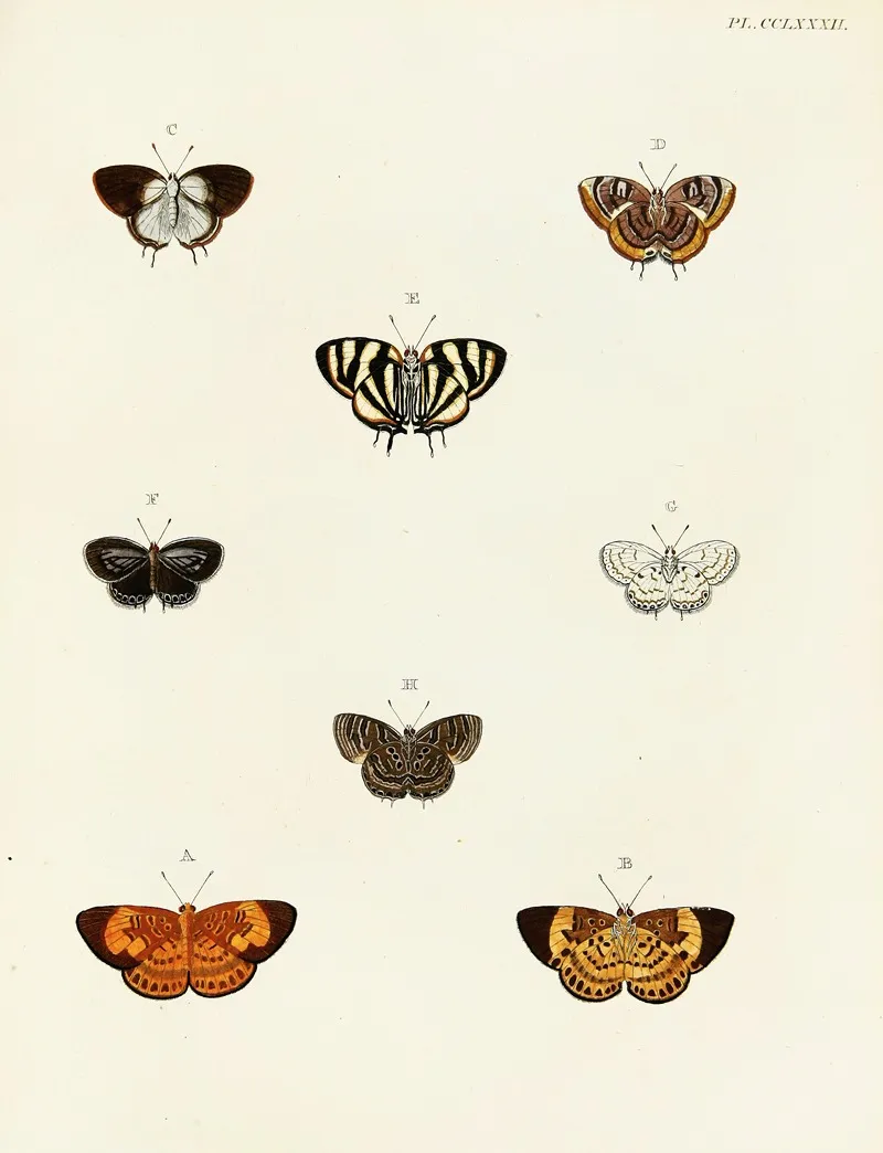 Foreign Butterflies Occurring In The Three Continents Asia Africa And America Pl 089 by Pieter Cramer - Canvas Print
