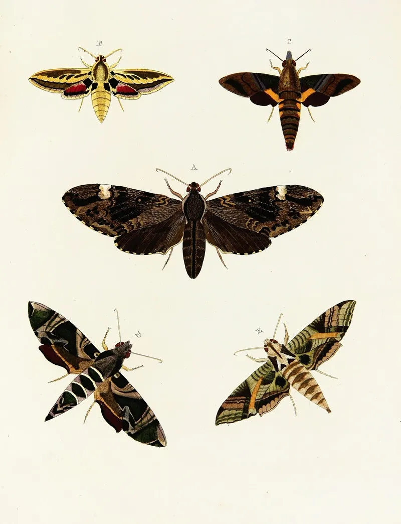 Foreign Butterflies Occurring In The Three Continents Asia Africa And America Pl 092 by Pieter Cramer - Canvas Print