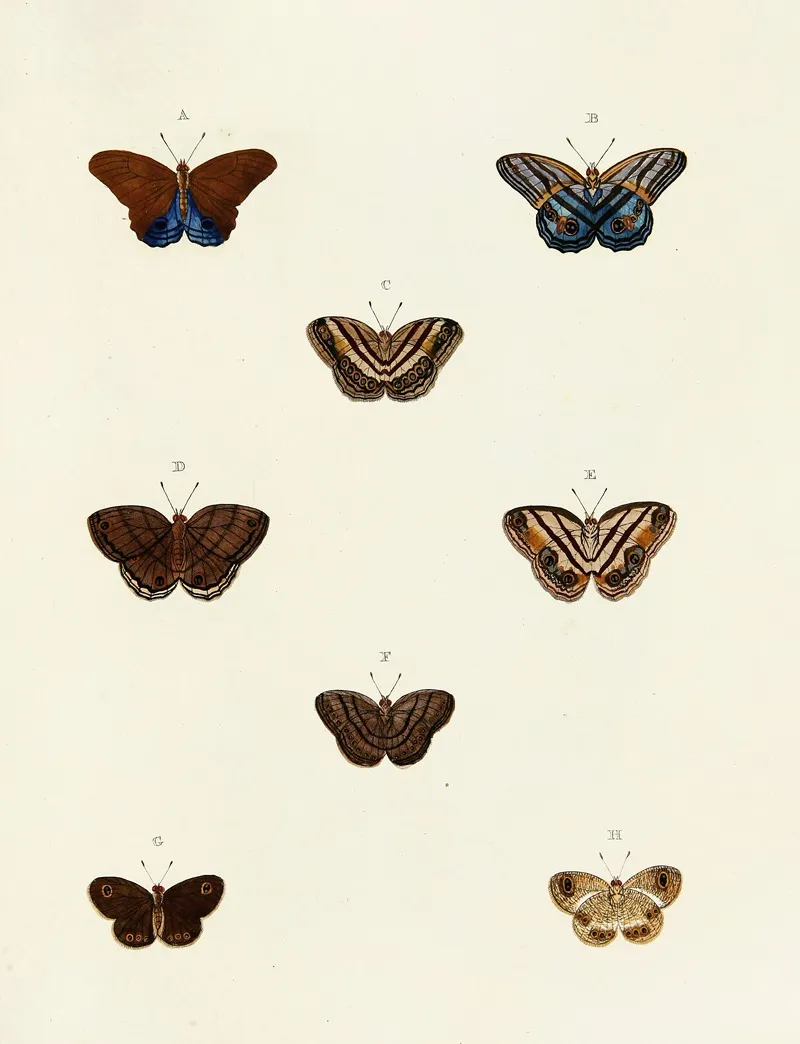 Foreign Butterflies Occurring In The Three Continents Asia Africa And America Pl 100 by Pieter Cramer - Canvas Print