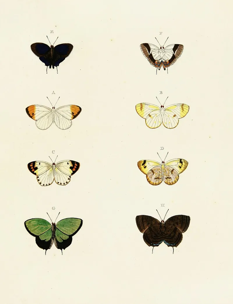 Foreign Butterflies Occurring In The Three Continents Asia Africa And America Pl 105 by Pieter Cramer - Canvas Print